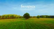 высокая цена на коров коней телят